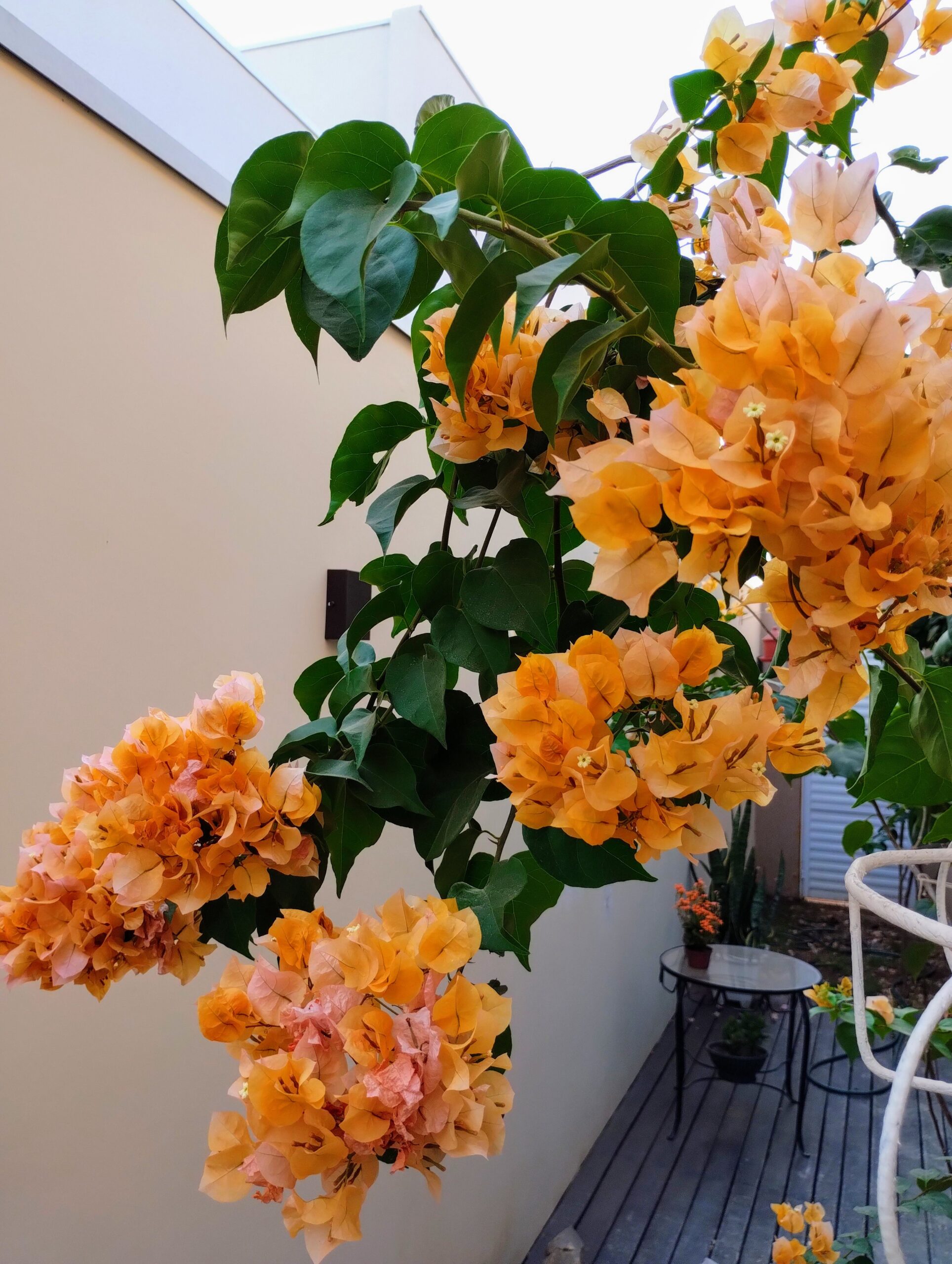 Coleção Flores Contemporãneas