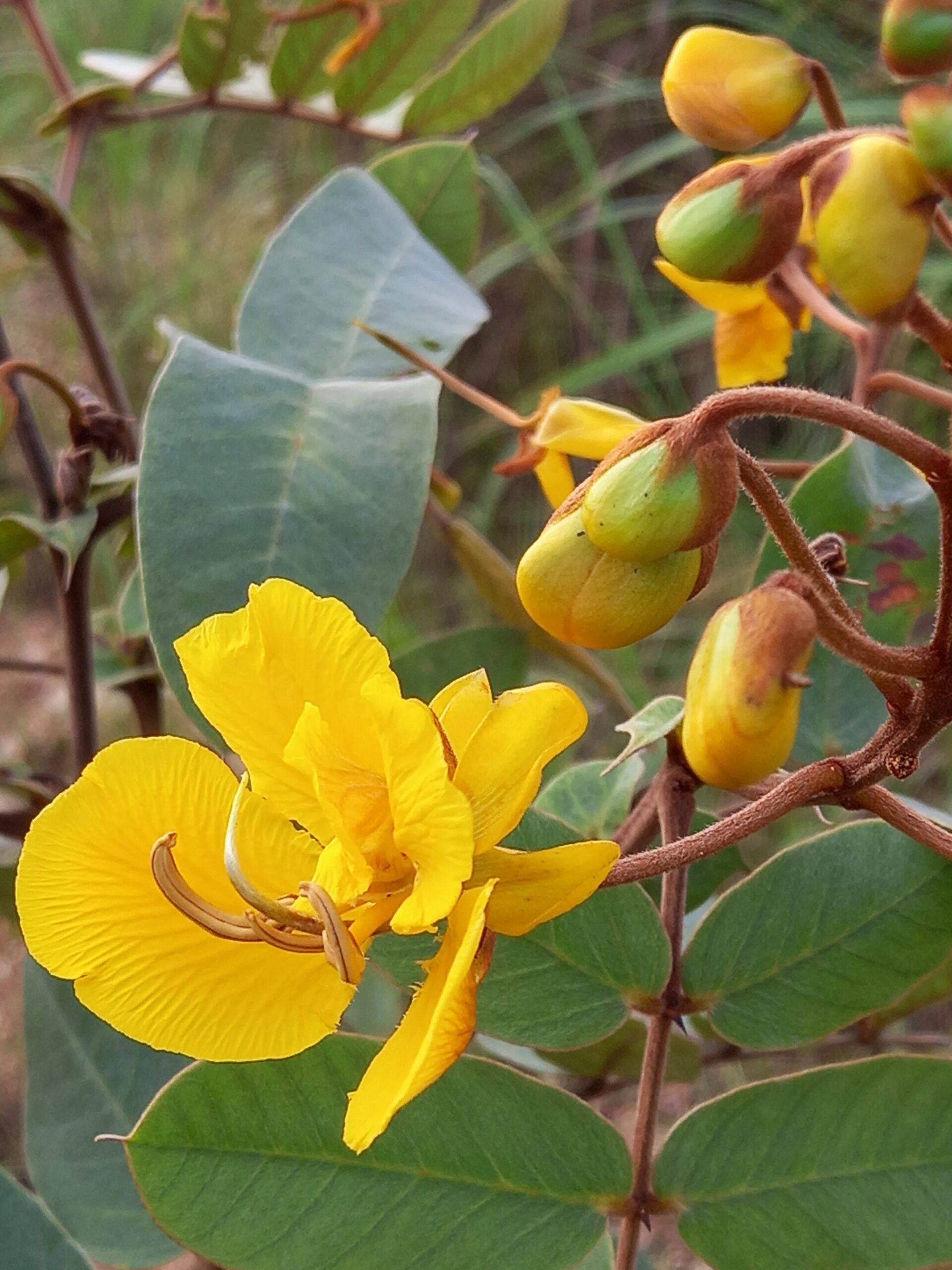 Coleção Flores Regionais